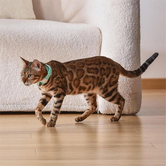 Petsberg® Laser Collar Self Teasing Toy